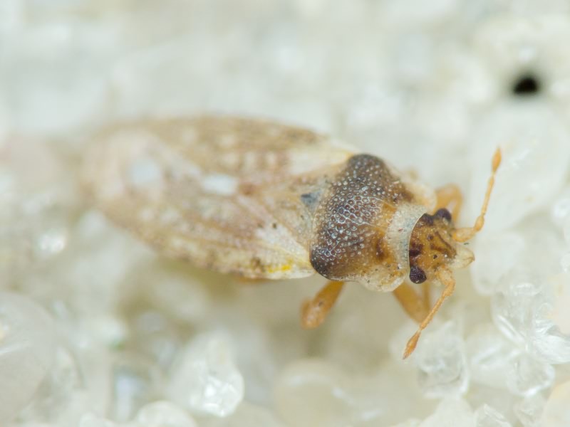 Piesma maculatum (Laporte, 1833)